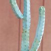 Myrtillocactus_geometrizans_2